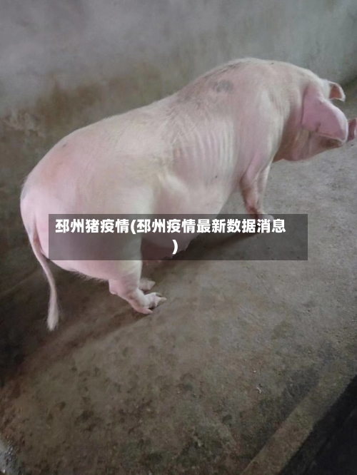 邳州猪疫情(邳州疫情最新数据消息)-第1张图片
