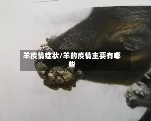 羊疫情症状/羊的疫情主要有哪些-第2张图片